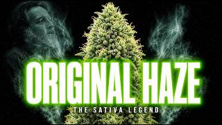 Haze: The Most Important Sativa In Cannabis History
