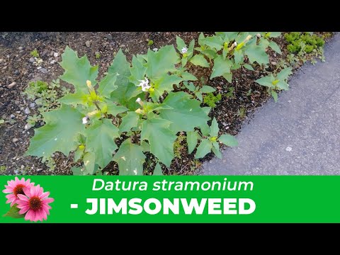 Jimsonweed: Everything you need to know about Datura Stramonium, Identification & Removal