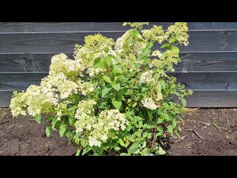  Feder-Hortensie - Hydrangea paniculata