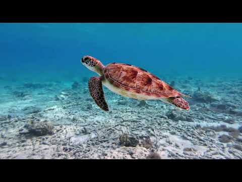 FALL IBEX TORN - AUSTRAL