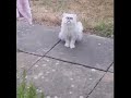 A crazy looking cat at his mom’s house!