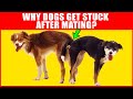 Why Dogs Get Stuck After Mating - Breeding Process Explained