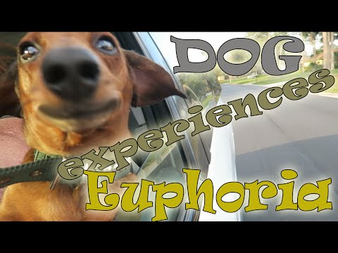 My Euphoria! – Dash The Dastardly Dachshund