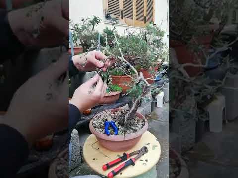 wild olive bonsai - workshop in fast forward