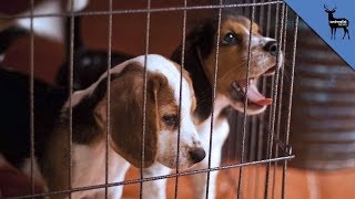 Puppies and Kittens Suffer from Testing at UK Animal Lab