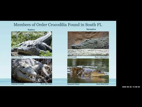 Conservation Conversations: Friday, June 26, 2020. Topic: Crocodiles