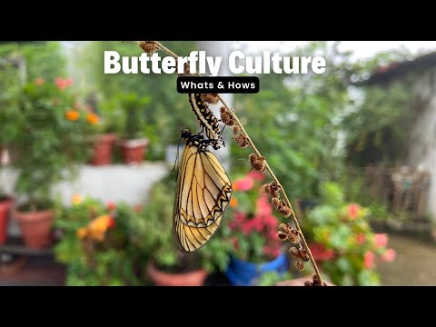 Butterfly Culture