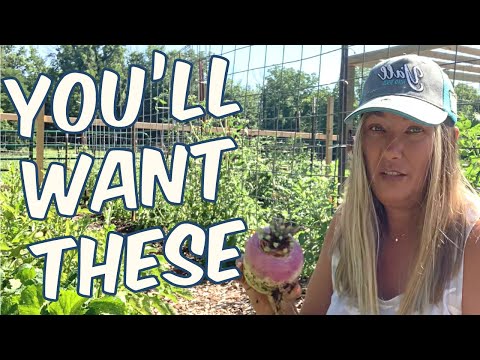 Turnips- Why EVERYONE Should Grow Them AND How To Cook Turnips