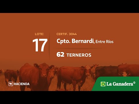 Lote Terneros en Bernardi