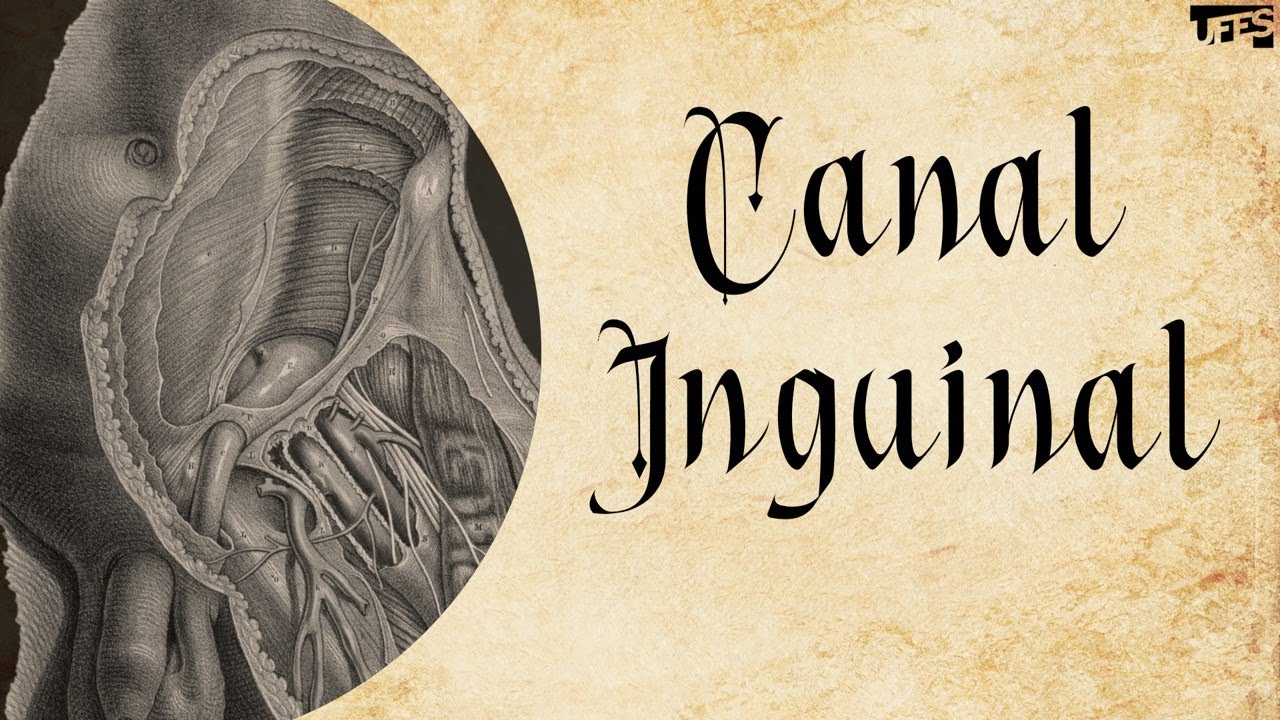 Canal Inguinal | Prof. Eduardo Beber - Anatomia/UFES