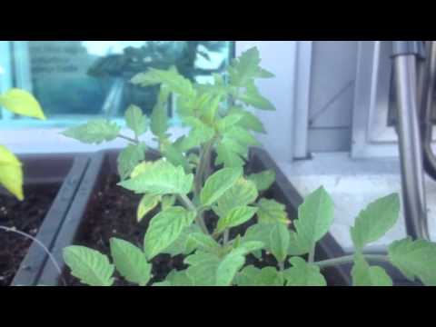 Day 40 - Growing Roma VF Tomatoes in Balcony