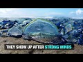 By-the-wind sailors (aka Velella velella) wash up on the Oregon Coast