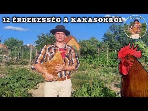 12 ÉRDEKESSÉG A KAKASOKRÓL | Dani Gazda