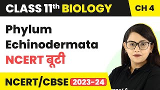 Phylum Echinodermata - Animal Kingdom | Class 11 Biology Chapter 4 | NCERT/CBSE