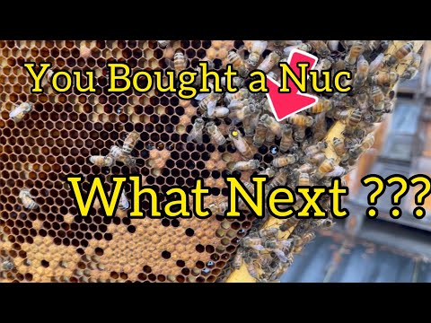 You bought a 5 frame Nuc ……. Now what should you do next?