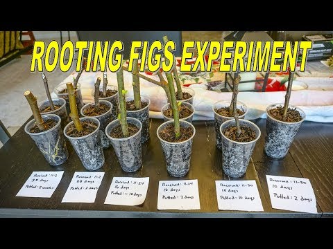 , title : 'Rooting Fig Cuttings Experiment: Timing and Best Propogation Methods'