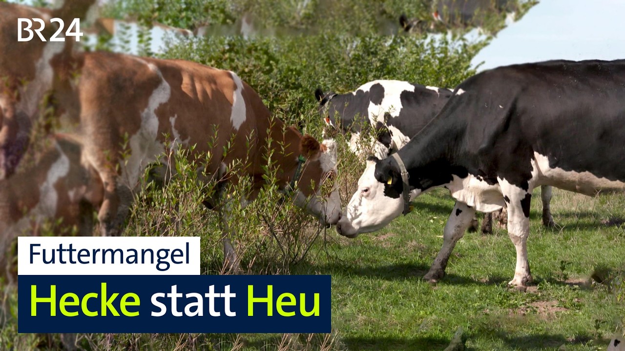 Futtermangel: Hecke statt Heu | BR24