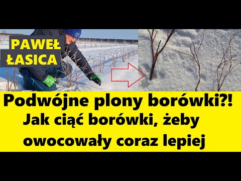 Jak ciąć borówki, żeby owocowały coraz lepiej ? Jedno cięcie = podwójne plony borówki?!