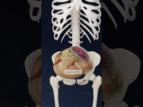 What is transverse fetal position and how does it affect delivery? Explore obstetrics in 3D