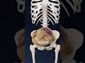 What is transverse fetal position and how does it affect delivery? Explore obstetrics in 3D
