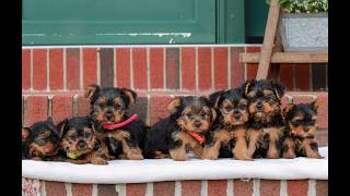 Video preview image #1 Yorkshire Terrier Puppy For Sale in REINHOLDS, PA, USA