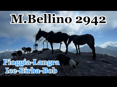 M.Bellino 2942 da gr.Collet Chiappera #vallemaira con  Pioggia Langra Ice Birba e Bob #bordercollie