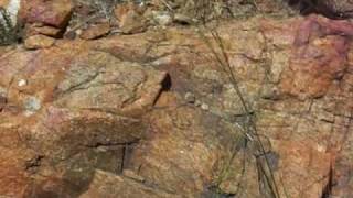 preview picture of video 'Mount Union, Prescott National Forest, Yavapai County, AZ'