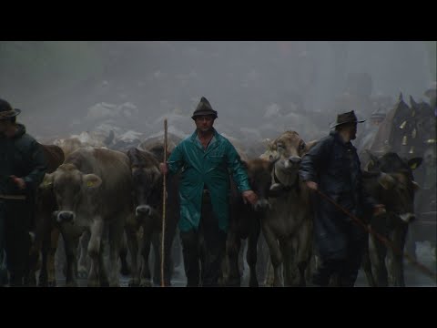 Alpauftrieb Bregenzerwald (CINEDOKU Vorarlberg)