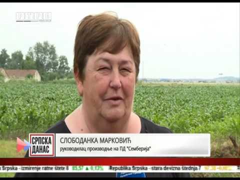 Na Poljoprivrednom dobru "Semberija" počela žetva graška