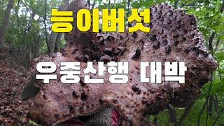 자연산능이버섯 우중산행 대박!!!  능이버섯 구광자리 채취방법  중요성   해마다 나오게 하는 방법