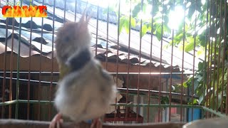 Download lagu ciang ciang jantan gacor mp3 Download lagu ciang ciang jantan gacor mp3