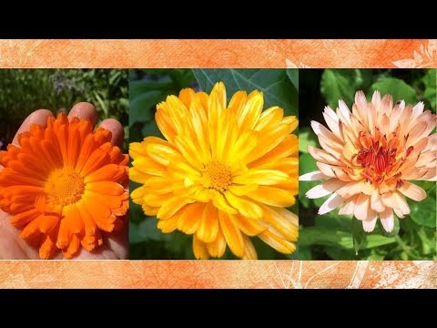 Calendula Health Benefits and Uses - YouTube