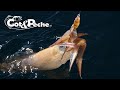Squid Trolling With Yan Dulière