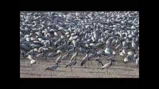 preview picture of video 'Sevaram feeds Demoiselle crane in Khinchan; a once in a lifetime spectacle.'