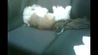 Shih-poo sleeping in the back seat