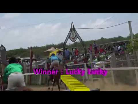 KENNARD'S TURF CLUB  2017- Winner Lucky Lucky.