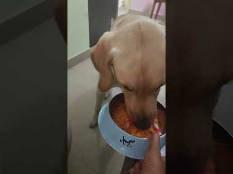 After Dinner My Cute Leo Enjoying vattu Shavige  #drvinbonsaipilla #trending #honeypuppies💞 club