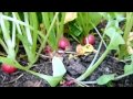 Radishes: I didn't know that!