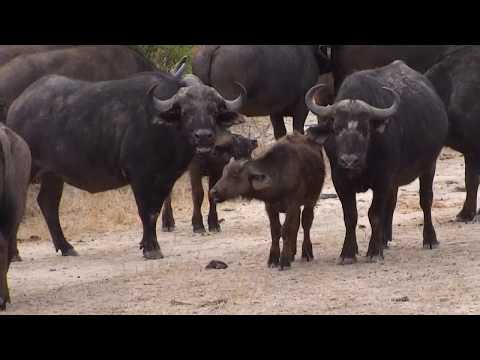 Djuma: Breeding herd of Buffalo-Pt:3 - 08:06 - 09/16/18
