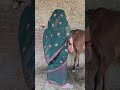 Cow Baffalo Animalfarming Animals Cattleworld Cattlefarming Cute Dairyherd