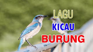 Download lagu LAGU KICAU BURUNG (鳥語之歌) mp3 Download lagu LAGU KICAU BURUNG (鳥語之歌) mp3