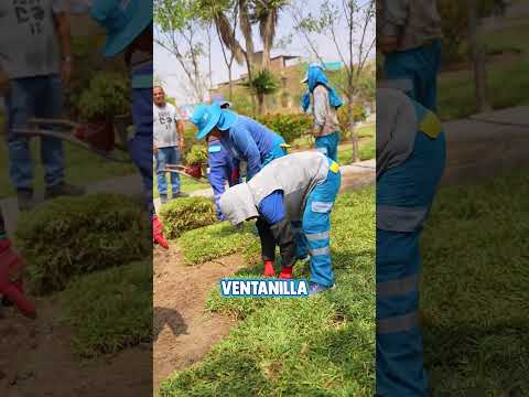 VENTANILLA MÁS VERDE