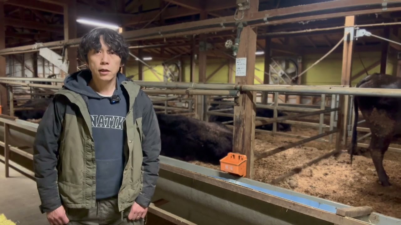 骨折した子牛を廃用しました