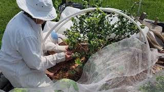 Our first blueberry harvest in delaware