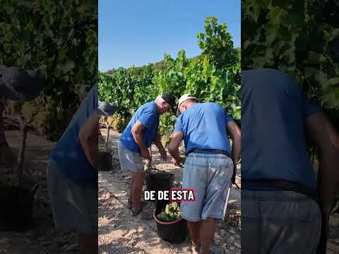 Vendimiando Garnacha Blanca en la Terra Alta.