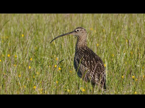 The Plight of the Curlew in Powys