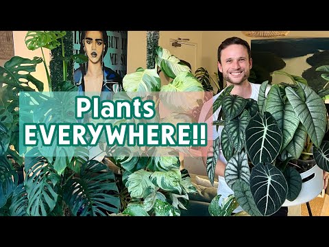 FULL HOUSEPLANT TOUR - have my plants survived the big move?