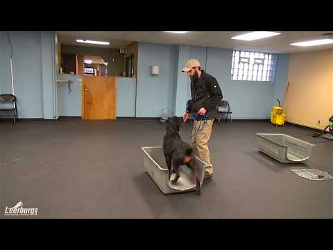 Trouble-Shooting Crate Training with Tyler Muto