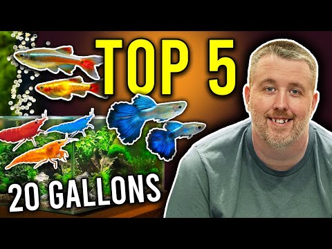 Top 5 Easy Fish Breeding Ideas for 20 Gallon Aquarium