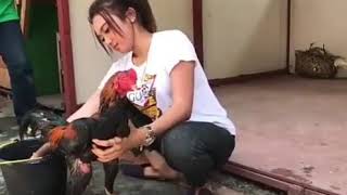 Download lagu Story WA ayam sabung mp3
